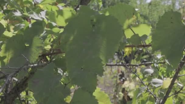 Feuilles Raisin Vert Profil Couleur Neutre — Video