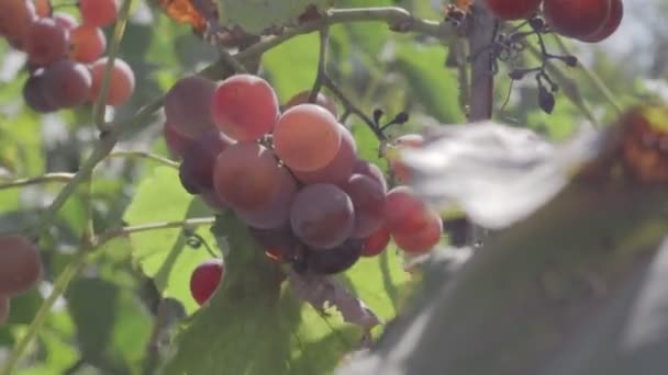 Pęczków Winogron Winorośli Dojrzałych Jagód Winogronowych Neutralny Profil Kolorów — Wideo stockowe