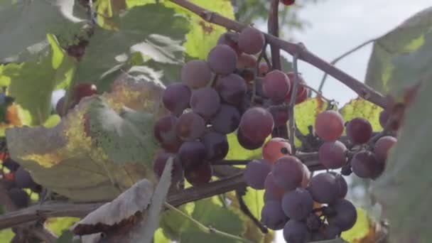 藤蔓上的葡萄束 成熟的葡萄浆果 中性色轮廓 — 图库视频影像