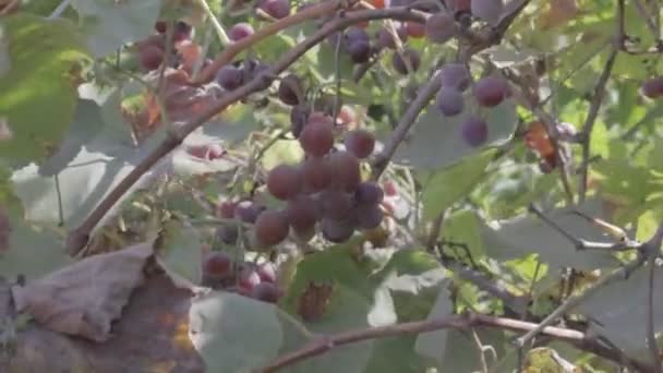 Asma Üzerinde Üzüm Demetleri Olgun Üzüm Meyveleri Nötr Renk Profili — Stok video