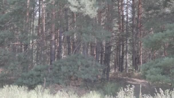 Naturlandschaft Mit Wald Hohe Kiefern — Stockvideo