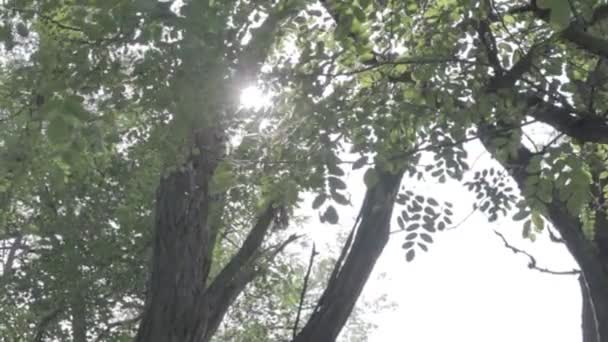Promienie Słońca Przez Gałęzie Drzewa — Wideo stockowe