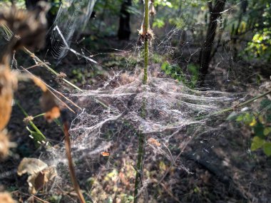 güneşte kalın ağ. çim sapları üzerinde örümcek ağı.
