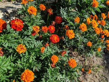 Tagetes. güzel turuncu çiçekler.