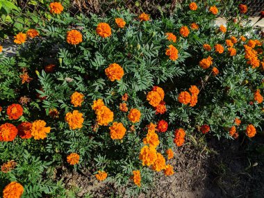 Tagetes. güzel turuncu çiçekler.