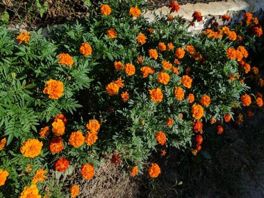 Tagetes. güzel turuncu çiçekler.