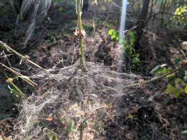 güneşte kalın ağ. çim sapları üzerinde örümcek ağı.