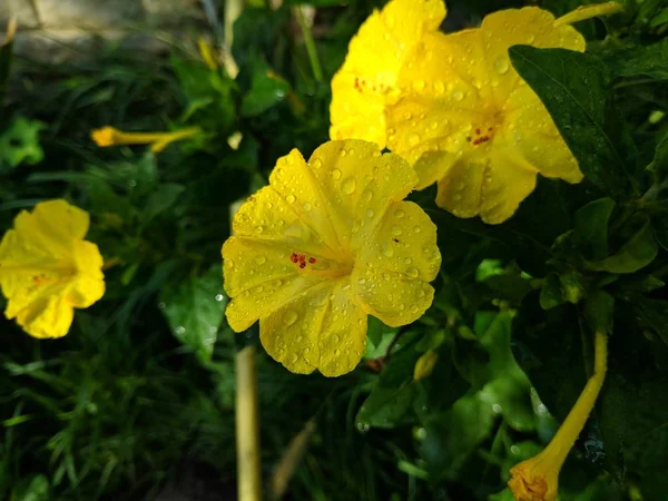 美丽的黄色花 花上的露珠滴 — 图库照片