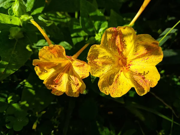 Piękne Żółte Kwiaty Krople Rosy Kwiatach — Zdjęcie stockowe