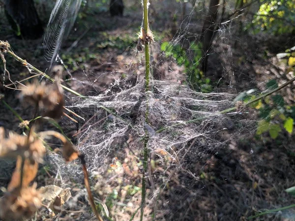 thick web in the sun. spider web on grass stems.