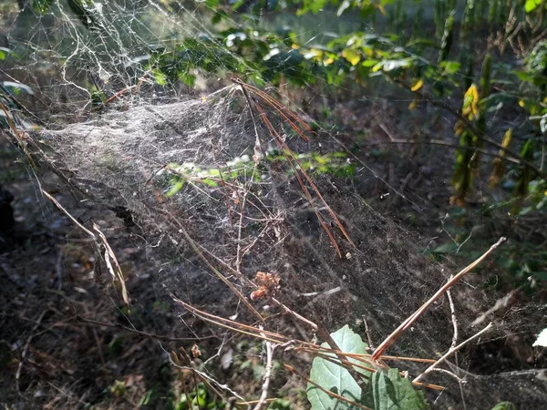 güneşte kalın ağ. çim sapları üzerinde örümcek ağı.