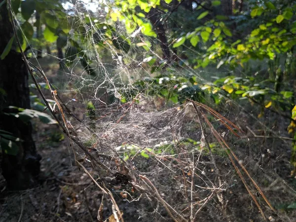 güneşte kalın ağ. çim sapları üzerinde örümcek ağı.