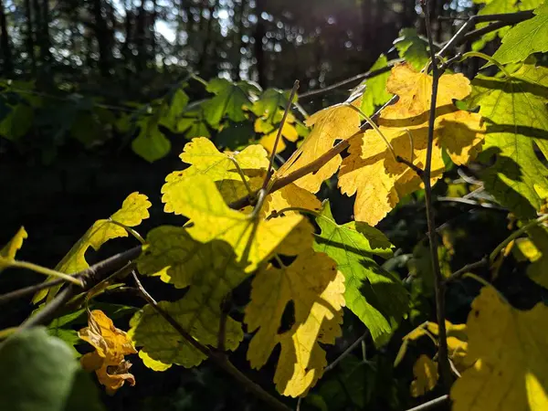 Gele Groene Bladeren Een Boom Herfst Bladeren Zijn Geel — Stockfoto