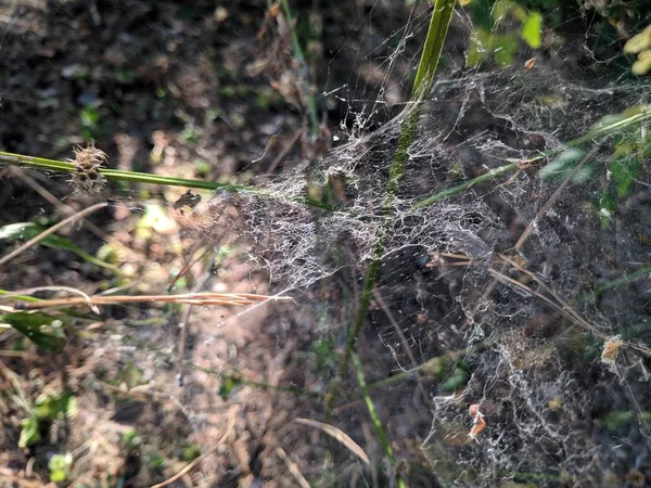 güneşte kalın ağ. çim sapları üzerinde örümcek ağı.