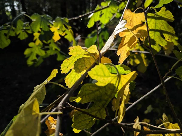 Gele Groene Bladeren Een Boom Herfst Bladeren Zijn Geel — Stockfoto