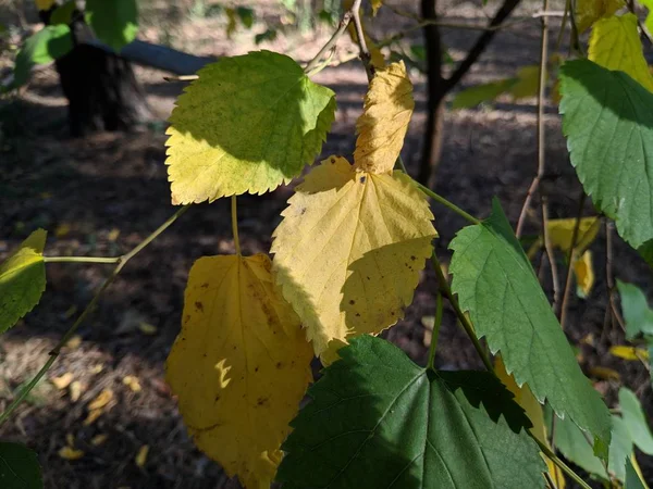 Gele Groene Bladeren Een Boom Herfst Bladeren Zijn Geel — Stockfoto