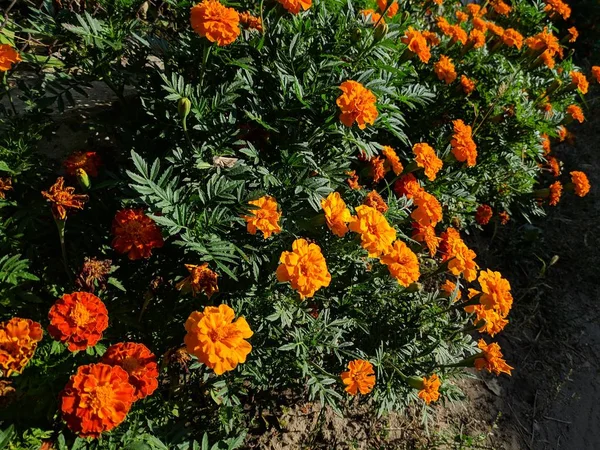 Tagetes. güzel turuncu çiçekler.