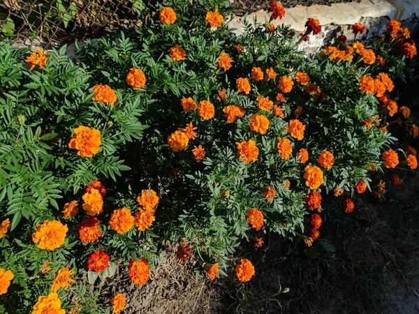 Tagetes. güzel turuncu çiçekler.