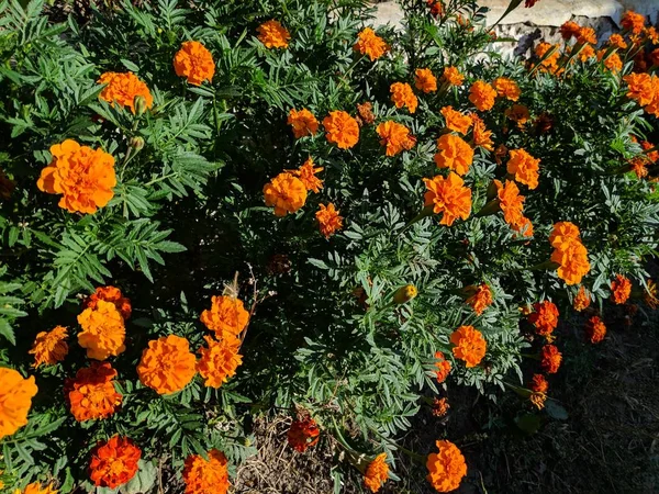 Tagetes. güzel turuncu çiçekler.