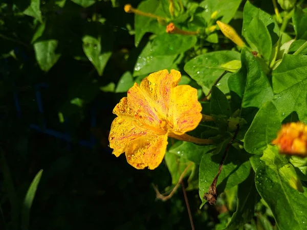 Krásné Žluté Květiny Kapky Rosy Květinách — Stock fotografie