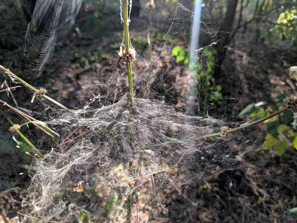 güneşte kalın ağ. çim sapları üzerinde örümcek ağı.