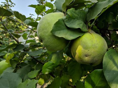 bir ağaç üzerinde yeşil ayva meyve