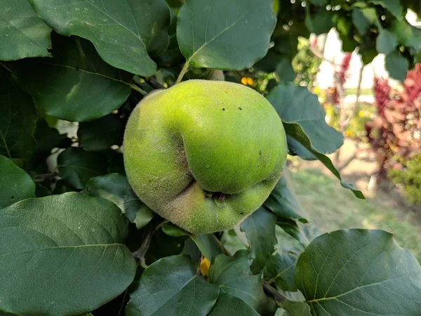 Groene Kweepeer Vruchten Een Boom — Stockfoto