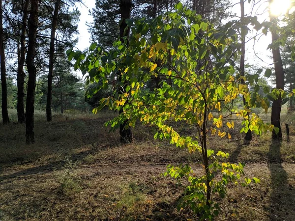 木の上に黄色と緑の葉 秋の木 — ストック写真