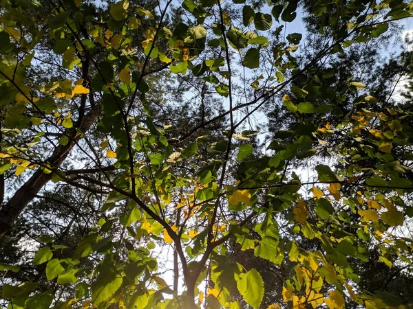 Folhas Amarelas Verdes Uma Árvore Árvore Outono — Fotografia de Stock