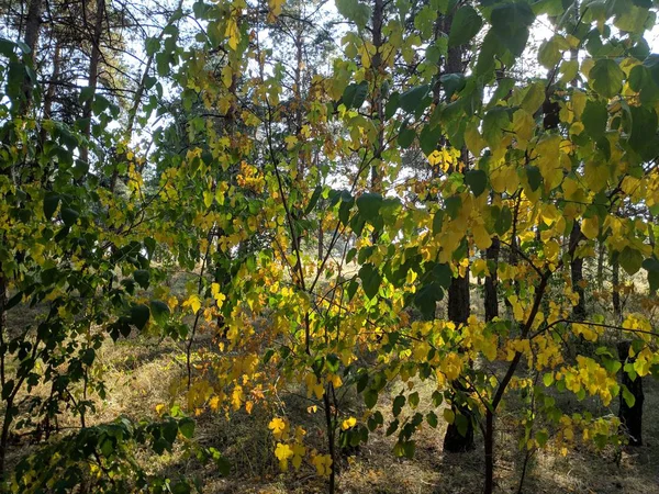 Yellow Green Leaves Tree Autumn Tree — Stock Photo, Image