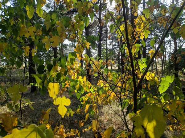 Yellow Green Leaves Tree Autumn Tree — Stock Photo, Image