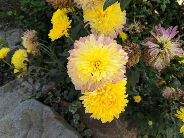 Beautiful Yellow Chrysanthemums Large Bush Chrysanthemums Garden — Stock Photo, Image