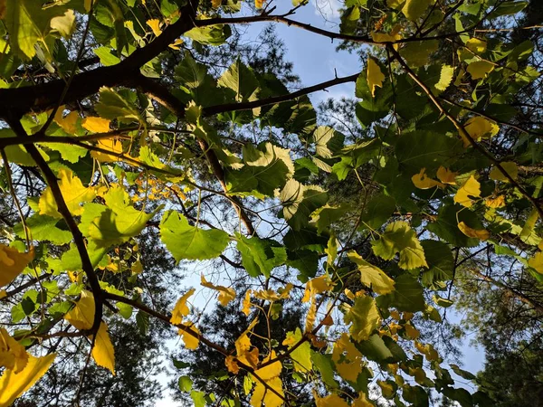 Folhas Amarelas Verdes Uma Árvore Árvore Outono — Fotografia de Stock