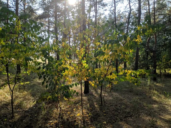 Желтые Зеленые Листья Дереве Осеннее Дерево — стоковое фото