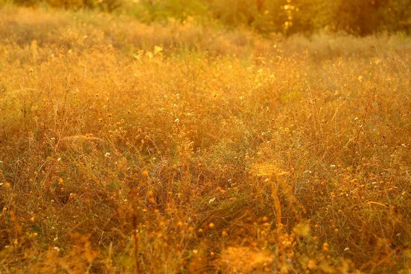 Суха Осіння Трава Стебла Трави Сонці — стокове фото