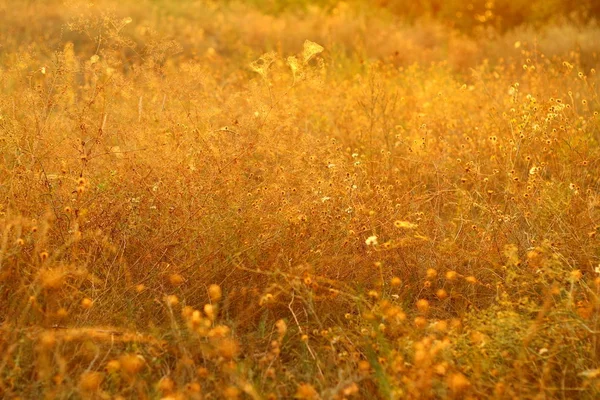 Сухая Осенняя Трава Стебли Травы Солнце — стоковое фото