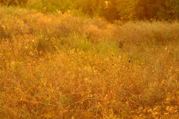 Суха Осіння Трава Стебла Трави Сонці — стокове фото