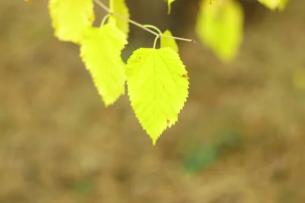 Красивые Осенние Листья Желтые Листья Дереве Солнце — стоковое фото
