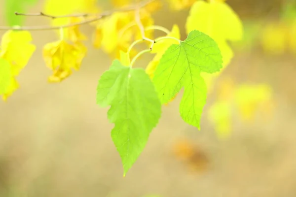 Zeer Mooie Herfst Bladeren Gele Bladeren Een Boom Zon — Stockfoto