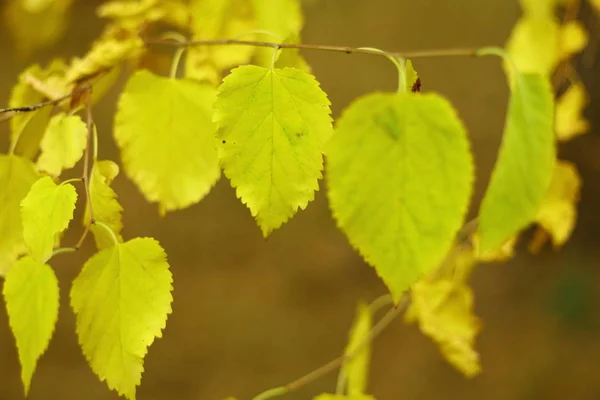 Sehr Schöne Herbstblätter Gelbe Blätter Einem Baum Der Sonne — Stockfoto