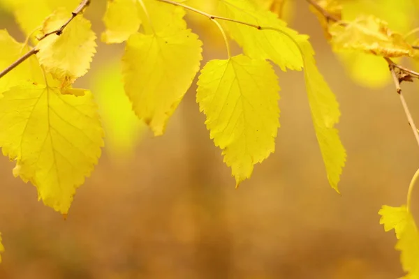 Πολύ Όμορφα Φύλλα Του Φθινοπώρου Κίτρινα Φύλλα Ένα Δέντρο Στον — Φωτογραφία Αρχείου