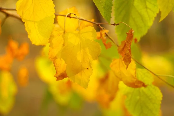 Folhas Outono Muito Bonitas Folhas Amarelas Uma Árvore Sol — Fotografia de Stock