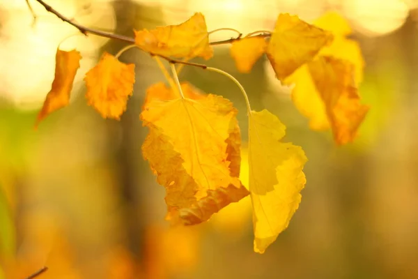 아름다운 태양에 나무에 노란색 — 스톡 사진