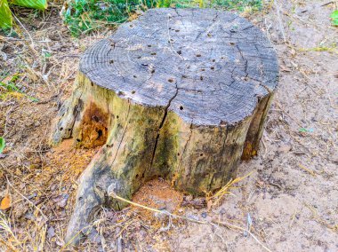 Ormandaki yaşlı kütük.