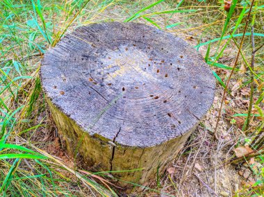 Ormandaki yaşlı kütük.