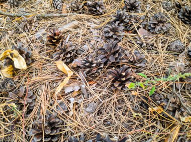 birçok çam kozalakları yere