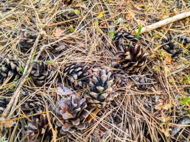 birçok çam kozalakları yere