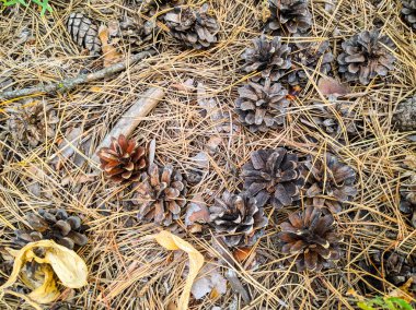 birçok çam kozalakları yere