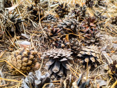 birçok çam kozalakları yere