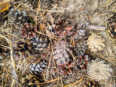 birçok çam kozalakları yere